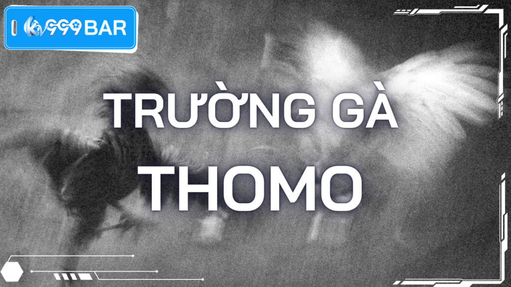 Trường gà Thomo: Một góc nhìn xã hội